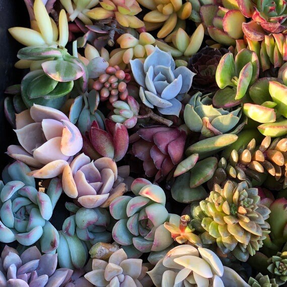 100 Cutting Mix Colorful Succulents 2-8”