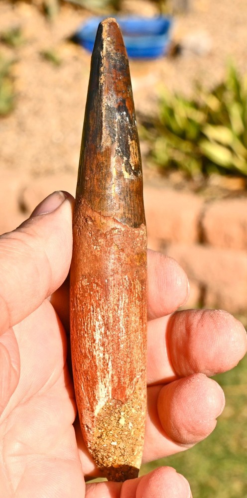 Massive Spinosaurus tooth, 5.77 inches, from Morocco