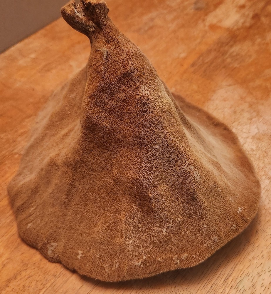 Elephant Ear Sea Sponge 9 Inch