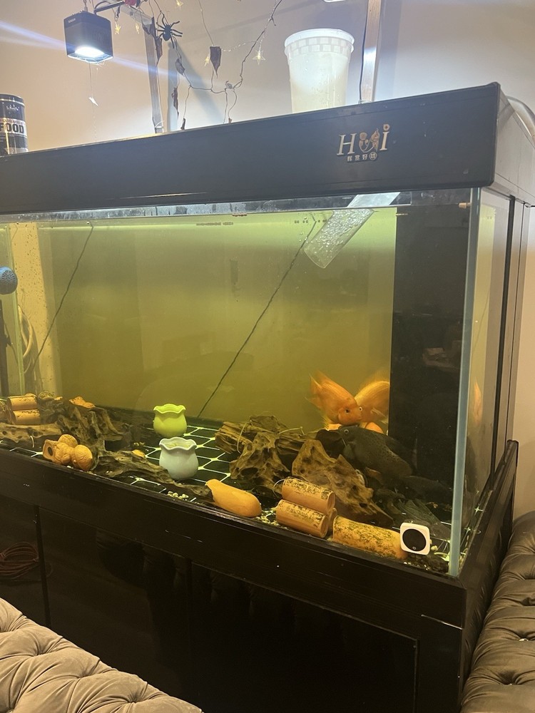 180G Fish Tank Setup with Overflow System