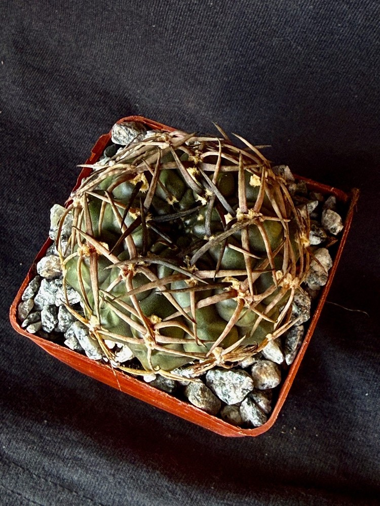 Gymnocalycium marsoneri, cactus plant