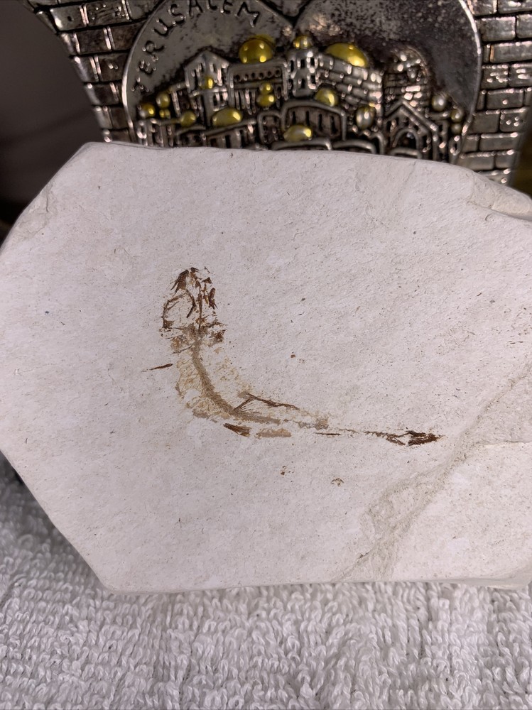 Fossil Fish - Plate Antique Rare