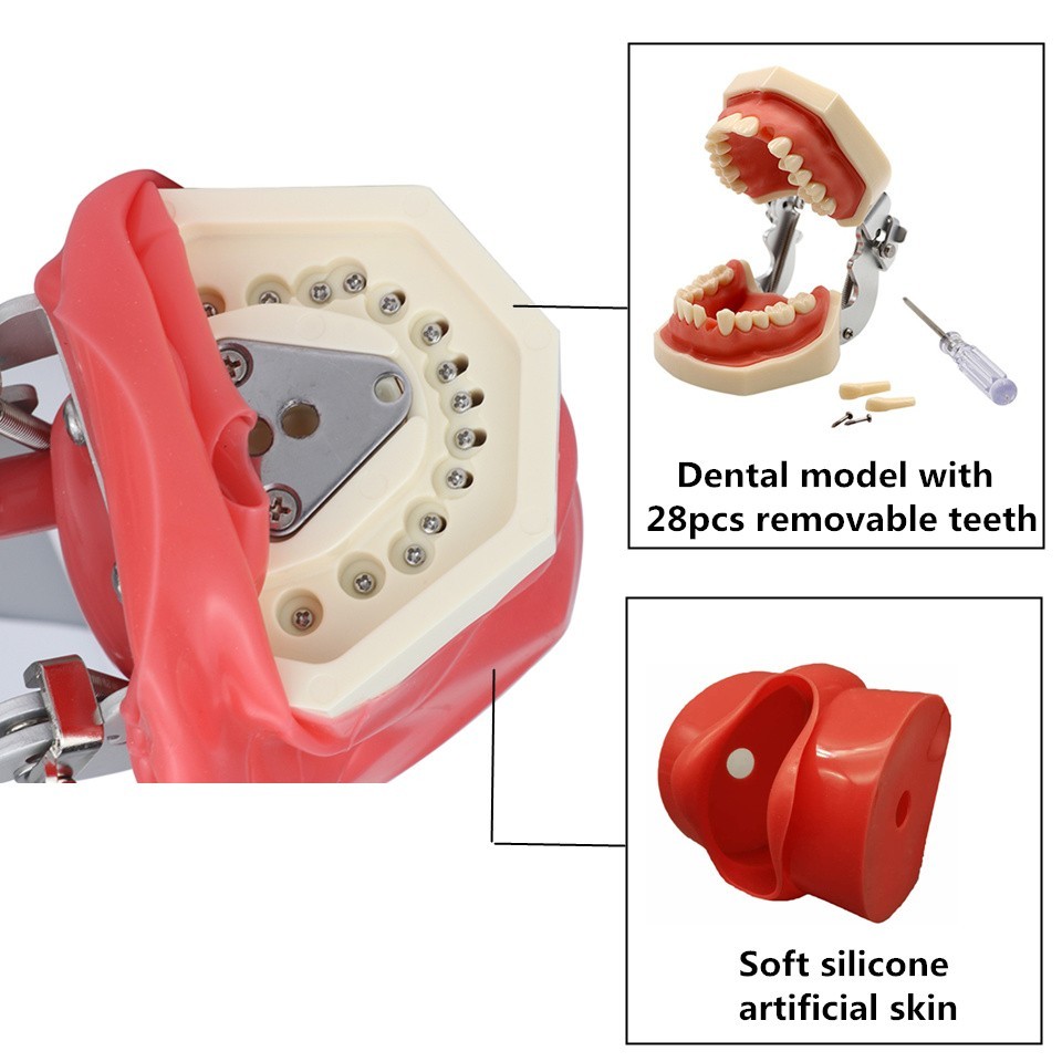 Desktop Mounted Dental Manikin Phantom Head Simulator Head Model for Training US