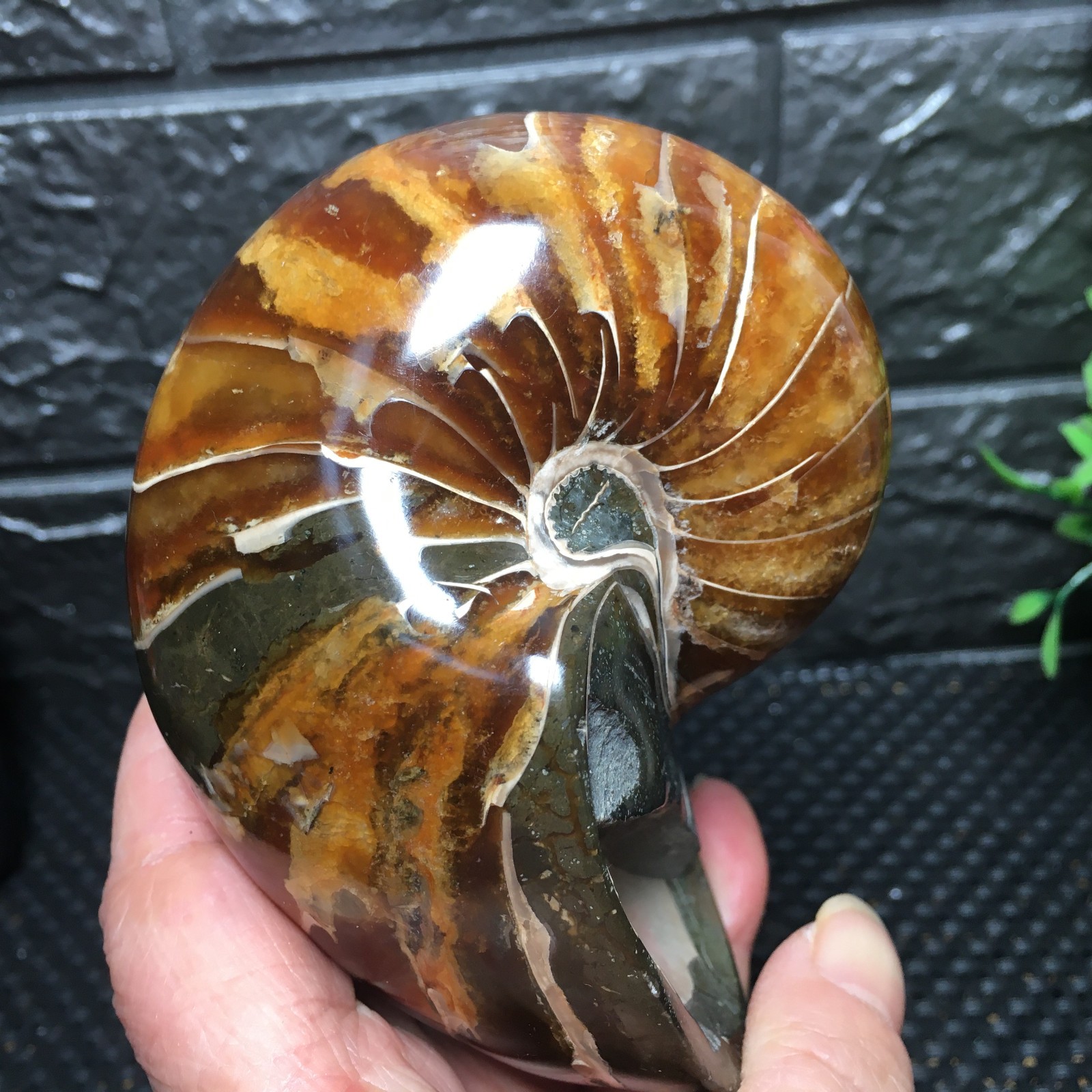 567g Natural polishing Ammonite crystal specimens fb1037