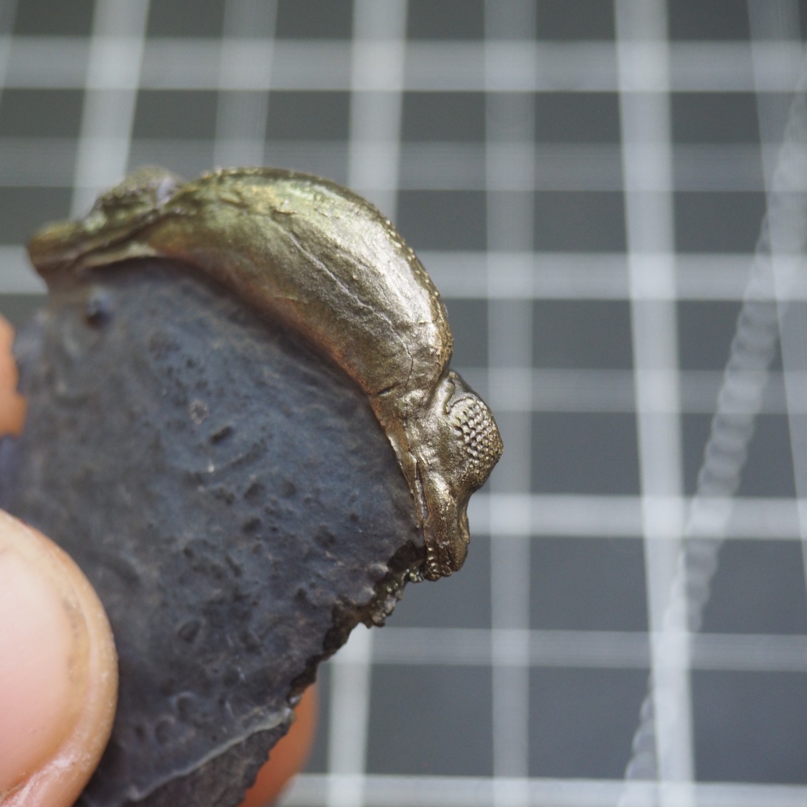 Chotecops ferdinandi Pyrite Trilobite Bundenbach Germany Fossil Devonian