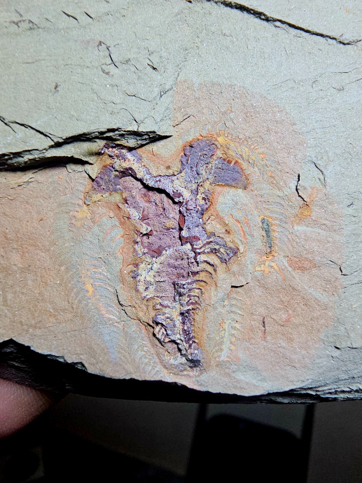 Fossil Soft-Bodied Marrellomorph (Furca) Ordovician fezouata