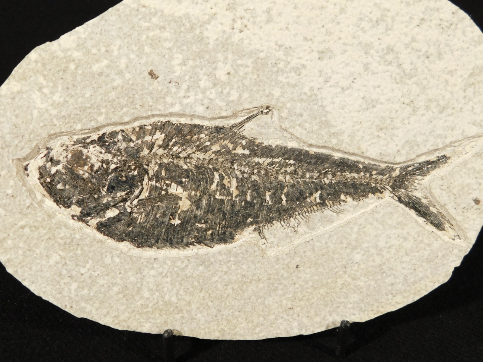 Larger! FIFTY Million Year Old! Diplomystus Dentatus FISH Fossil Wyoming 343gr