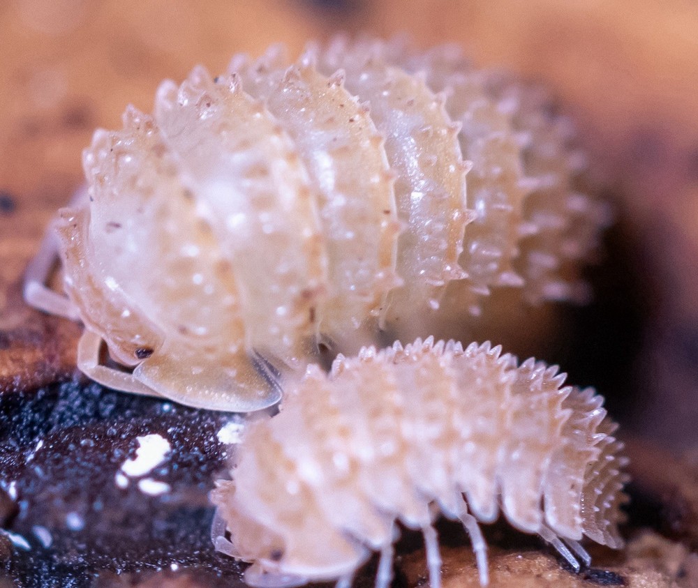 Pineapple spiky isopods