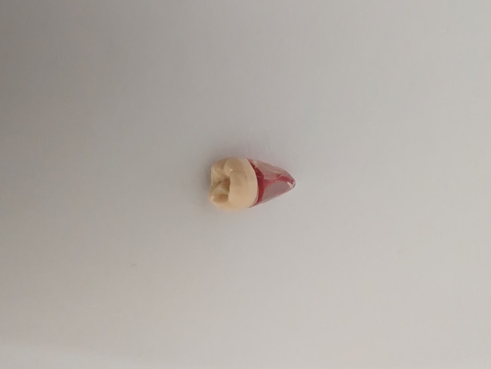 32pcs/Set Endodontic Teeth Model - Dental Practice Training Root Canal