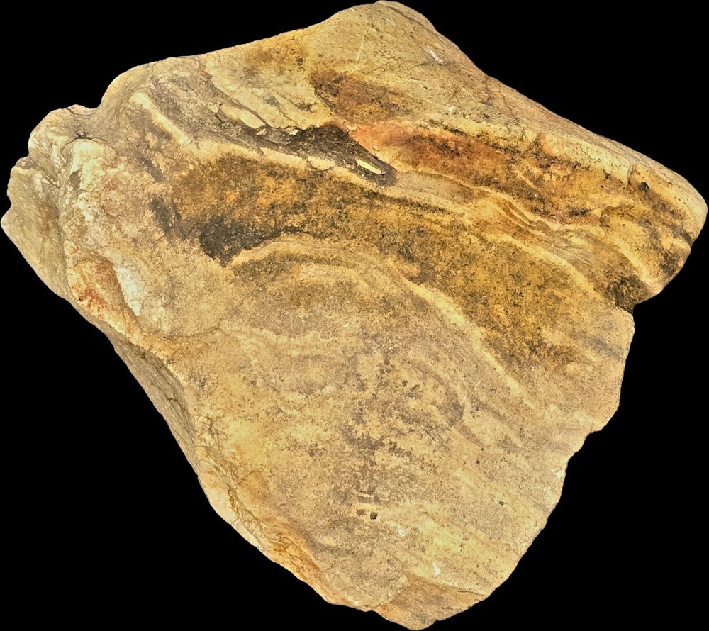 Medium-sized Petrified Wood (Split Log Style)! Great for Display on a Bookshelf!
