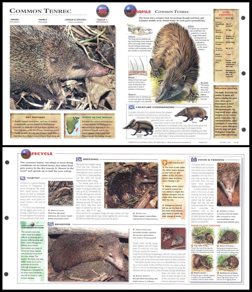Fold-Out Sheet - Common Tenrec - 165