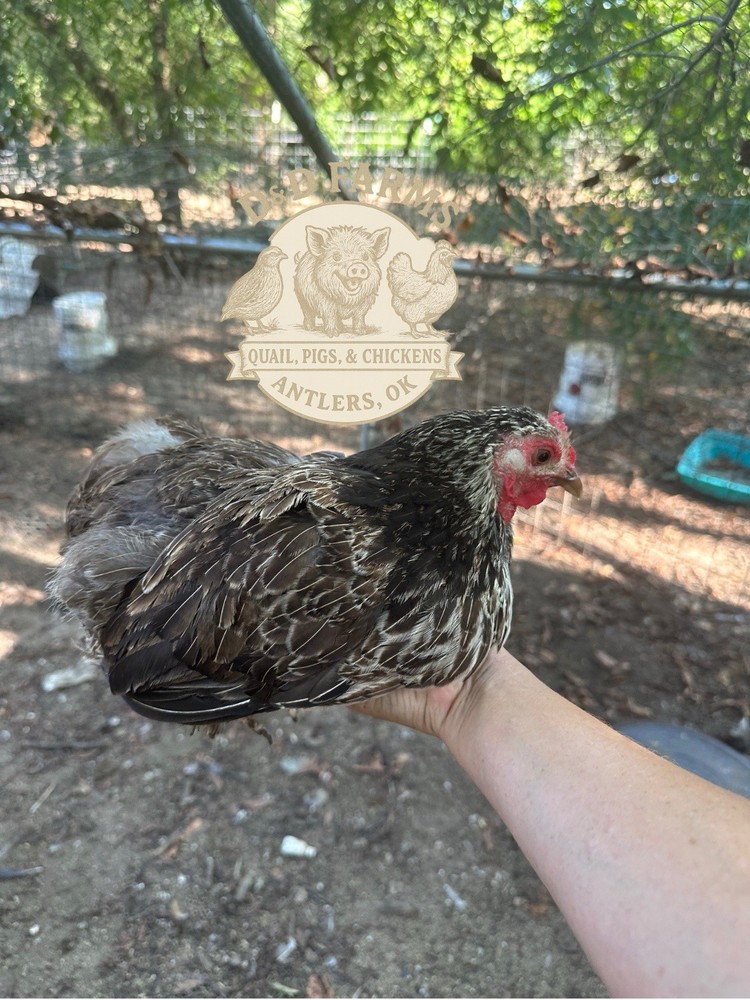 Bantam Cochin Fun Pen