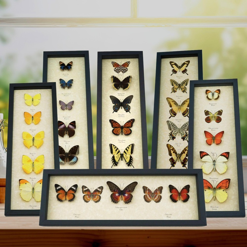 Green African Swallowtail Butterfly Graphium polycenes Framed Display