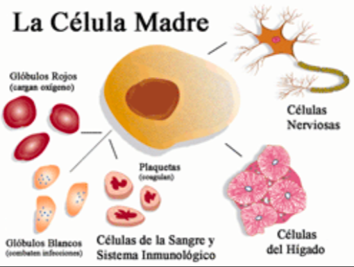 Celulas Madre 180 Biomatrix Stem Cell Plus Control Cure Bioxtron Alga Bacterium