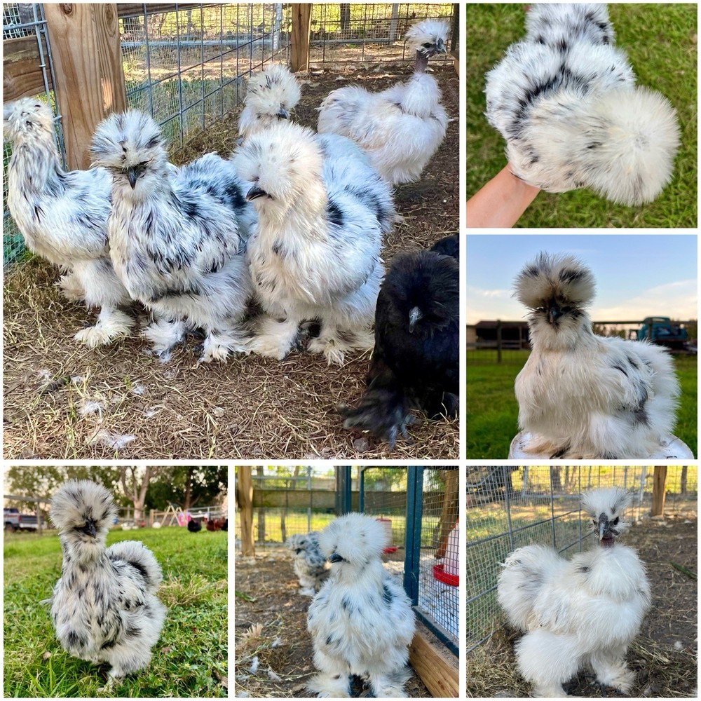 12 RARE Hens Choice Hatching Eggs NPIP