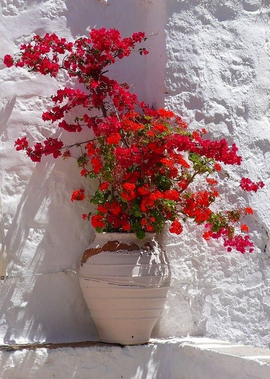 Bougainvillea - 'San Diego Red'