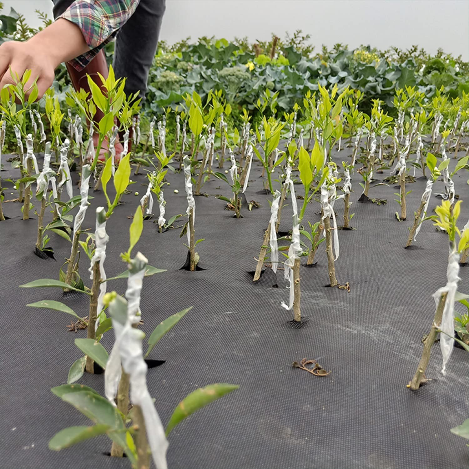 Grafting Tape Grafting Film for Plants, 2 Pack Stretchable Garden Grafting Tape