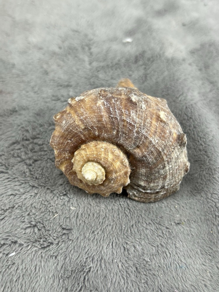 Rapana Rapiformis Turnip Shell 3.5" Long