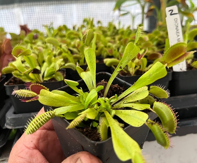Venus Flytrap – Dionaea muscipula – Carnivorous Plant