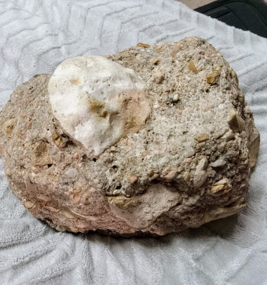 Clam? Fossil On Matrix