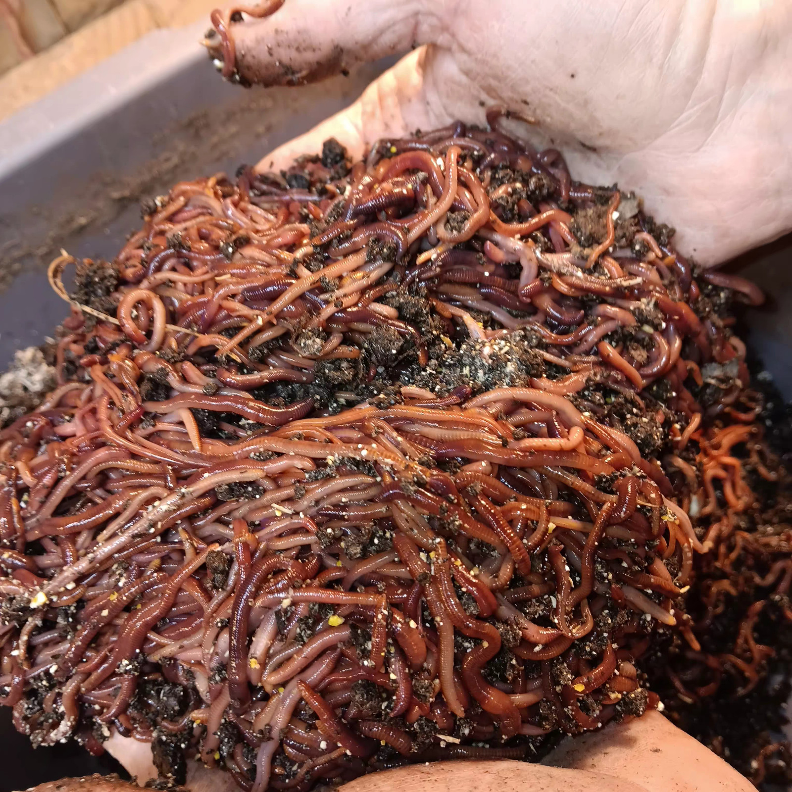 (Terry's) Need Live Red Wiggler WORMS, Garden Time, Red Wiggler Compost Worms
