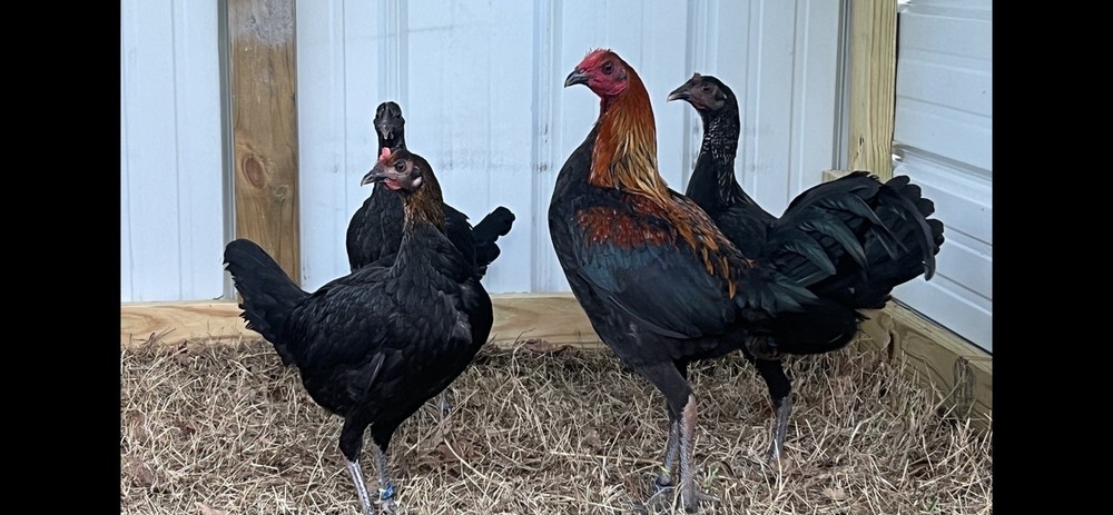 Assorted Large Fowl Hatching Eggs—Exhibition Line