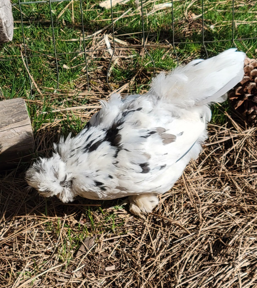10+ BEAUTIFUL Silkie Hatching Eggs .