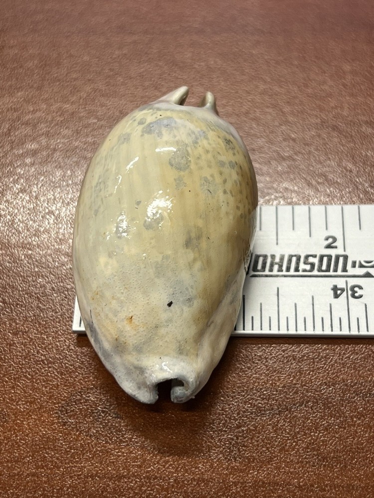 EXTINCT Fossilized COWRIE Shell From Central Florida, Pliocene Era.