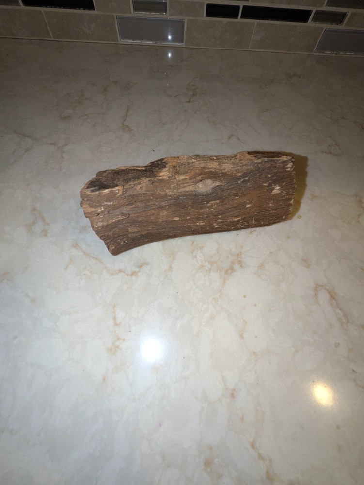 Petrified Wood Piece, 1 lb 7 oz & 6"