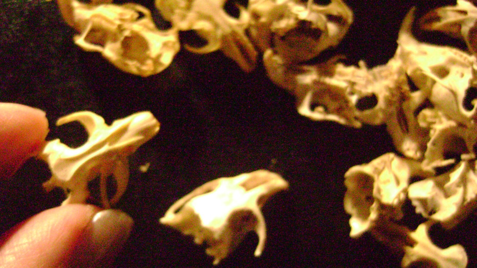30 BROKEN RAT SKULLS real animal bones head skeleton taxidermy art crafts lot