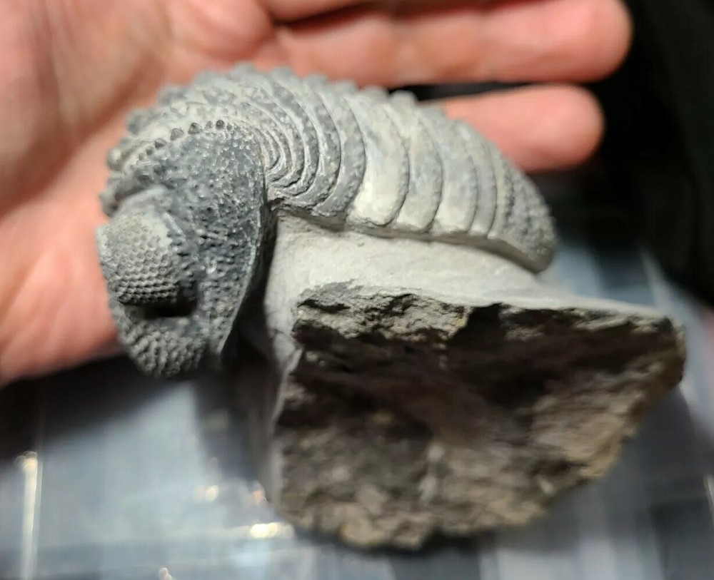 Massive 6" Drotops megalomanicus Trilobite from the Devonian Morocco
