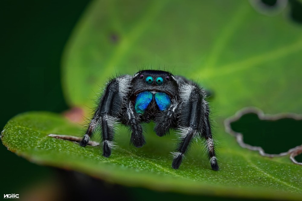 Ngoc Macro Diffuser - The Best Flash Diffusers for Macro Photography