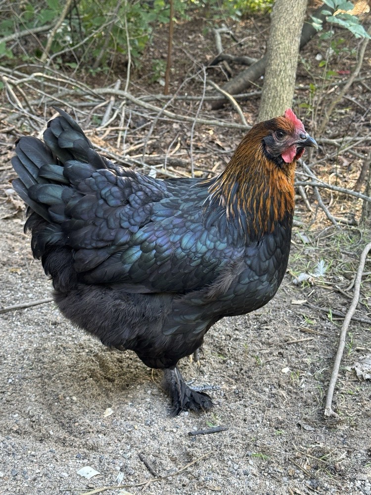 Black Copper Marans Hatching Eggs 8+