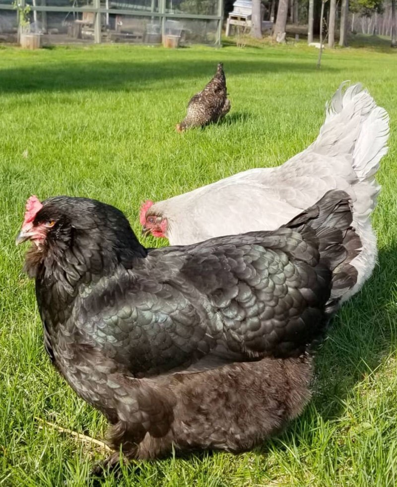 5 + HATCHING EGGS, EASTER/OLIVE EGGERS, AMERAUCANA, LEGBAR.