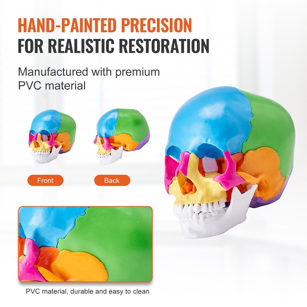 Anatomical PVC Skull Model 22 Sections Life-Size Detachable Study