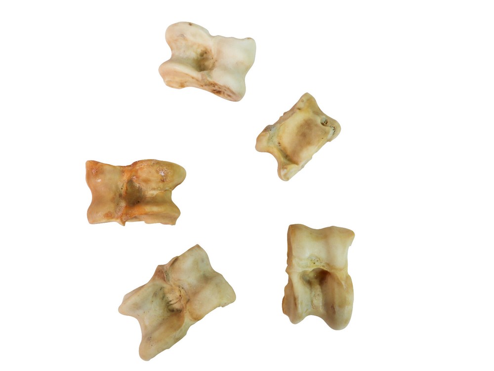 Five (5) Deer Knuckle Bones: Four-Sided (1137-32) Y2L