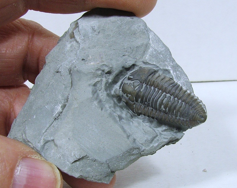 Flexicalymene Trilobite #27