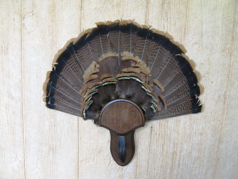 Solid Dark Oak Turkey Fan / Beard Mounting Kit -02