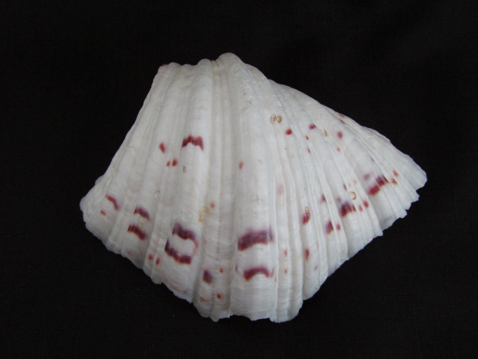 Genuine Bear Paw Hippopus Clam 6.5" x 5.5" Seashell EUC