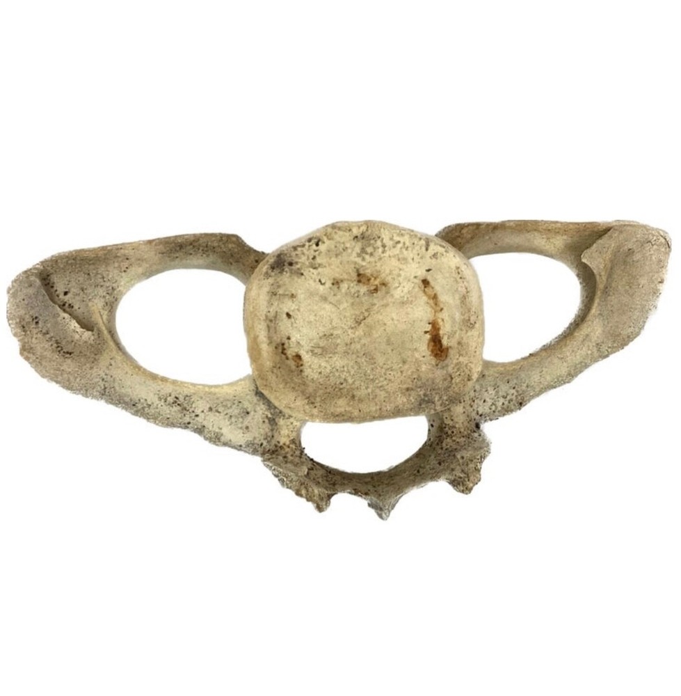 Very Large Antique Whale Vertebrae #9