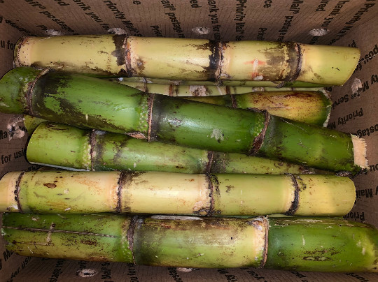 Fresh Sugarcane (5 lbs) Sugar Cane
