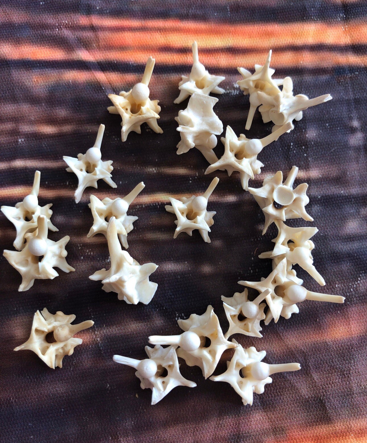 20 Real Jumbo Rattlesnake Vertebrae Vertebrea Bone Gothic Art Craft Jewelry Odd