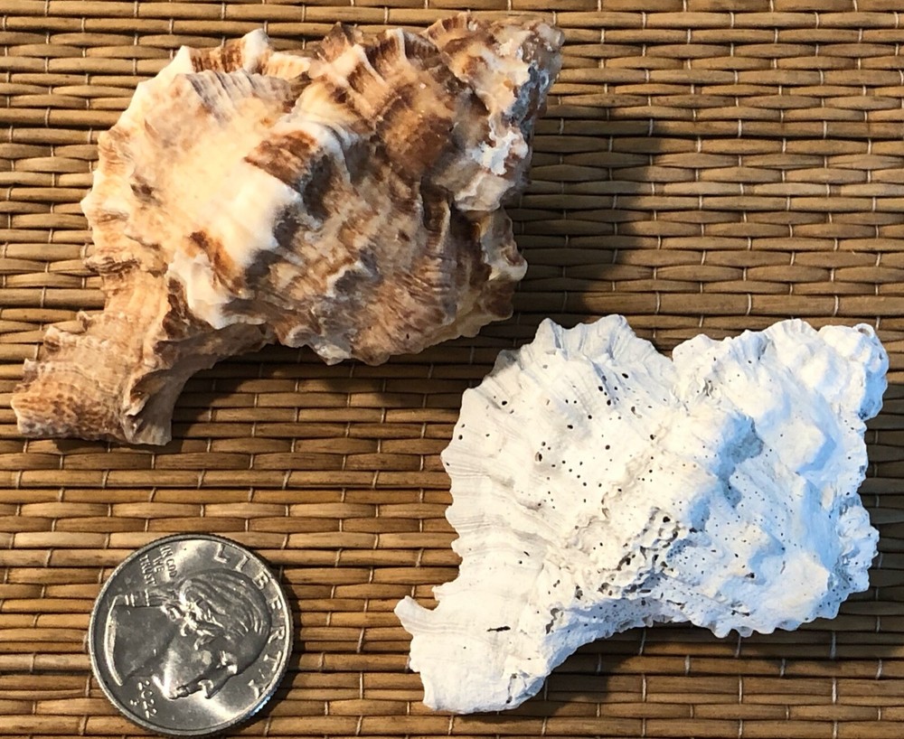 FOSSIL MURICIDAE JOINS CURRENT SEA SHELL - APPLE MUREX