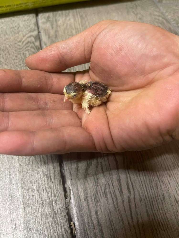 20+ Extra Button Chick (Button Quail) Hatching Eggs – Fresh & Multiple Colors