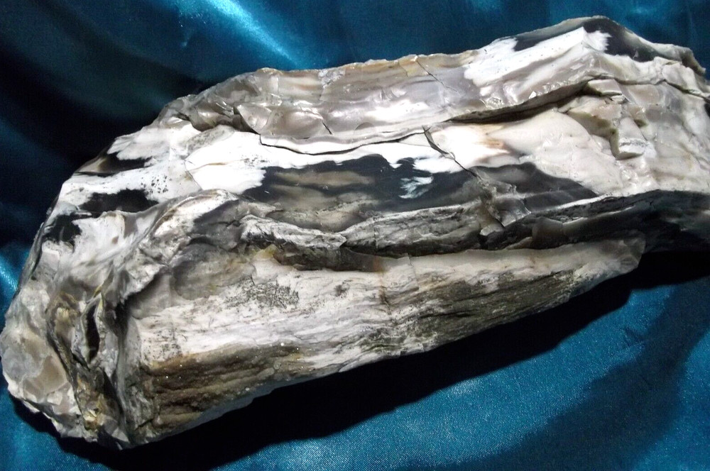 Petrified Wood Rough WA State 11 LBS. Display Specimen