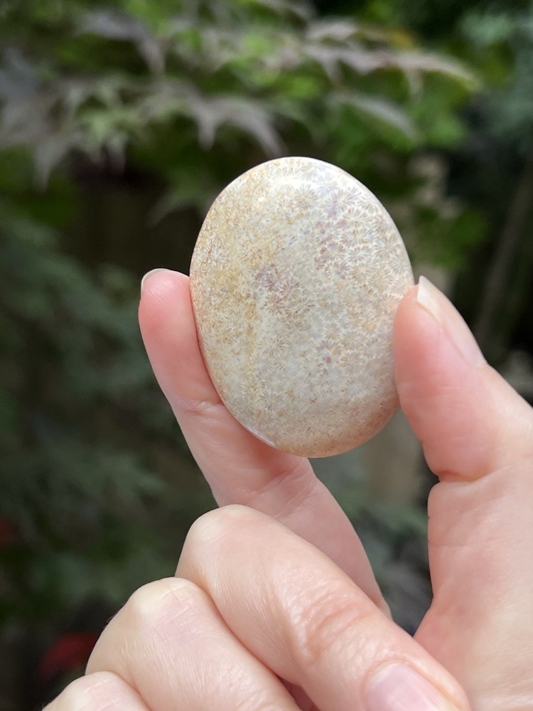 Fossilized Coral Crystal Palmstone AAA+ 31
