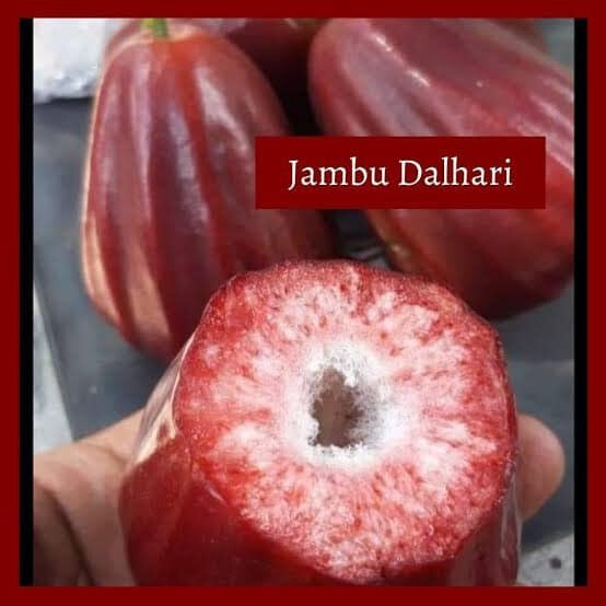 Grafted Dalhari Water Guava