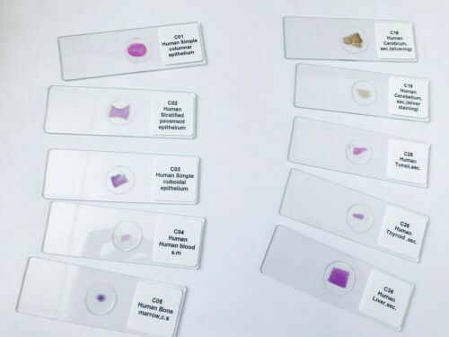 100PCS Medical Study Prepared Histological Slides Human Histology Slides Set