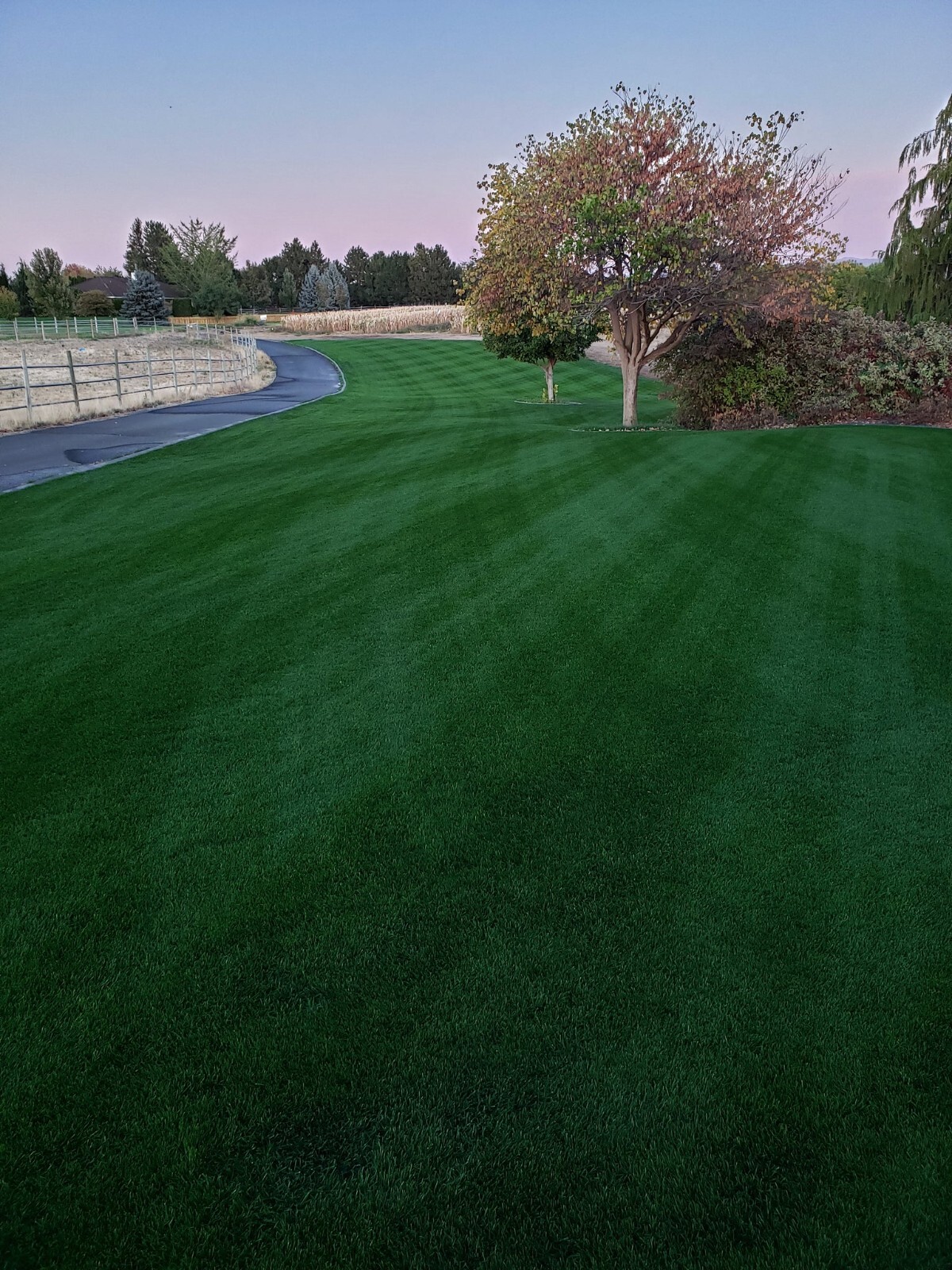 BEST NITRA KING 21-2-4 ALL SEASON LAWN Professional Fertilizer FŪSN technology