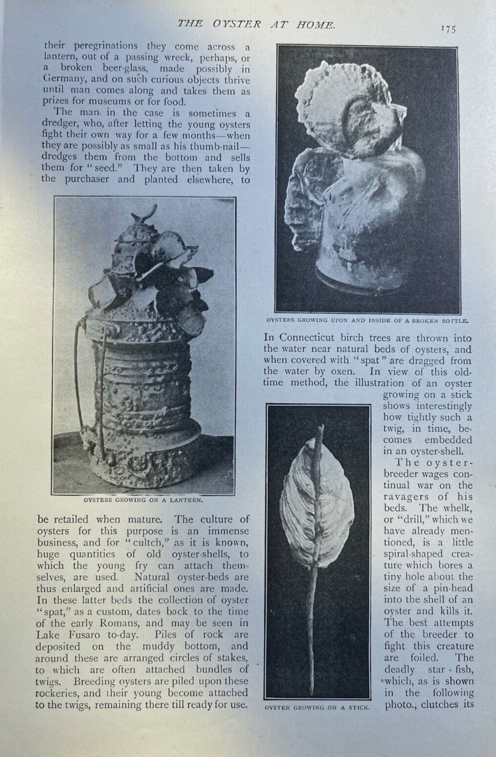 1903 Oysters illustrated